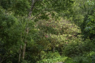 Blooming rhododendron in parkland near castle, Glenveagh National Park, Cross Roads, County