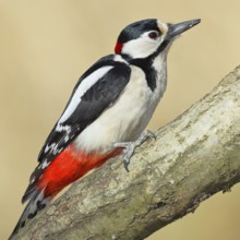 Great spotted woodpecker (Dendrocopos major), male, sitting on a branch, wildlife, animals, birds,