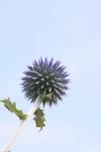 Blue globe thistle (Echinops ritro), flower, high-key image, ornamental plant in a garden,