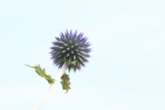 Blue globe thistle (Echinops ritro), flower, high-key image, ornamental plant in a garden,