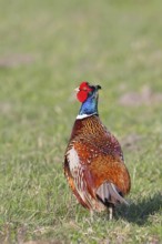 Pheasant, hunting pheasant (Phasianus colchicus), adult male bird in a meadow, wildlife, Lembruch,