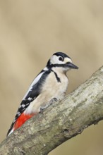 Great spotted woodpecker (Dendrocopos major), male, sitting on a branch, wildlife, animals, birds,
