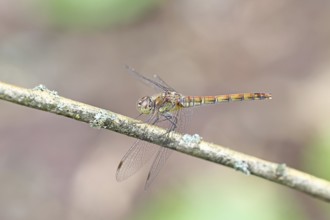 Common Darter (Sympetrum striolatum), female on a branch, close-up, Wilnsdorf, North
