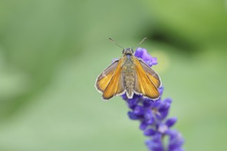 Large skipper (Ochlodes venatus), collecting nectar from a flower of Common lavender (Lavandula