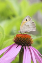 Meadow Brown (Maniola jurtina), collecting nectar from a flower of the purple coneflower (Echinacea