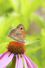 Meadow Brown (Maniola jurtina), collecting nectar from a flower of the purple coneflower (Echinacea