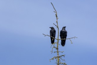 A pair of common ravens (Corvus corax) sitting in the crown of a dead spruce tree, tree top, pair,