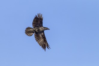 Raven (Corvus corax) in flight, flight photo, Germany