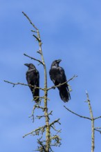 To my astonishment, the pair of common ravens (Corvus corax) did not immediately take flight, tree
