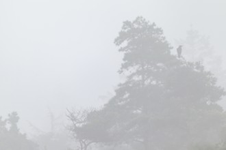 The deep calls of the common raven (Corvus corax) in the mist lend the scenery something mystical