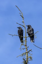 The pair of common ravens (Corvus corax) do not flee when I stop the car, perhaps they are two of