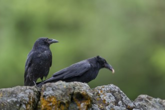 Sun crows (Corvus caurinus) in Alaska on the Pacific coast, carrion, carcasses, Alaska, USA