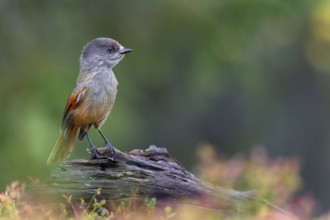 Unlucky jay (Perisoreus infaustus) among blueberries, autumn, autumn colours, Sweden