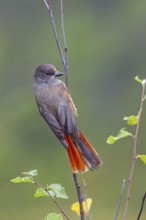 Eurasian jay (Perisoreus infaustus) foraging, acrobat, Sweden