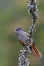 Bad luck jay (Perisoreus infaustus) on a branch with lichens, autumn, autumn colours, Sweden