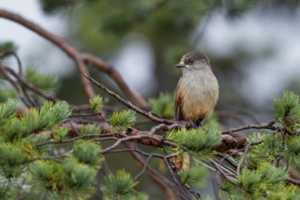 Bad-luck jay (Perisoreus infaustus) in a pine tree, Sweden