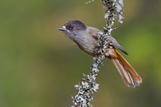 Lesser spotted jay (Perisoreus infaustus) in Sweden, autumn, autumn colours, lichens, Sweden