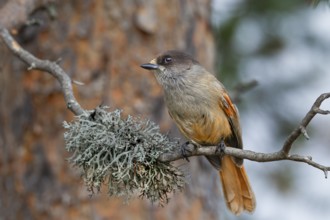 The breeding season of the Eurasian jay (Perisoreus infaustus) begins in February for populations