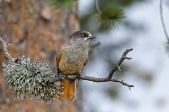 The unlucky jay (Perisoreus infaustus) likes to visit campsites and campfires to search for food