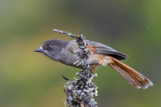 Lesser spotted jay (Perisoreus infaustus) in the Swedish Fulufjället National Park, autumn, autumn
