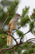 Bad-luck jay (Perisoreus infaustus) in a pine tree, Sweden