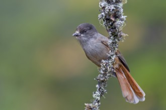 The home of the unlucky jay (Perisoreus infaustus) is the large coniferous forests of the northern