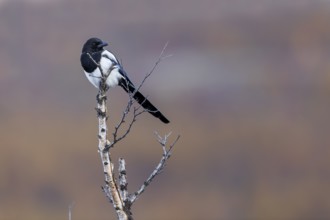 A magpie (Pica pica) in the Norwegian Dovrefjell National Park, perched lookout, Norway