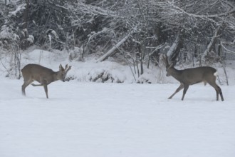 Roe deer (Capreolus capreolus) Bucks in velvet antlers sit with their forelegs in the snow on the