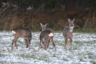 Roe deer (Capreolus capreolus) doe (left and right) and two buck fawns in the snow at the Kirrung