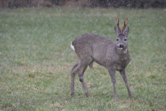 Roe deer (Capreolus capreolus) buck with freshly swept, still red antlers in the meadow during