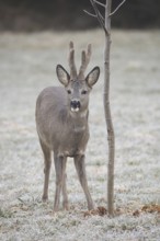 Roe deer (Capreolus capreolus) buck with velvet antlers secured at the feeding station in the