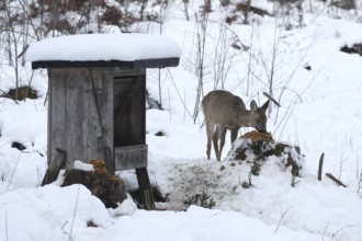 Roe deer (Capreolus capreolus) doe in the snow at winter feeding, Allgäu, Bavaria, Germany, Allgäu,