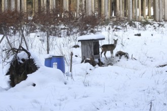 Roe deer (Capreolus capreolus) doe in the snow at the winter feeding in the forest, Allgäu,