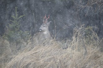 Roe deer (Capreolus capreolus) buck with freshly swept, still red antlers, secured in snowfall at