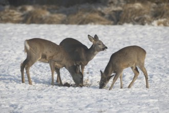 Roe deer (Capreolus capreolus) doe (left) with fawns in the snow at the feeding station in the