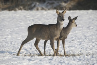 Roe deer (Capreolus capreolus) doe (front) with fawn in the snow on the meadow, Allgäu, Bavaria,