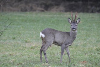 Roe deer (Capreolus capreolus) buck with freshly swept, still red antlers and bast remains at the