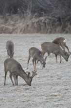 Roe deer (Capreolus capreolus) Roebucks with velvet antlers and females foraging in the hoarfrost