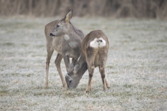 Roe deer (Capreolus capreolus) doe (left) with buck fawn at the feeding station on the hoarfrost