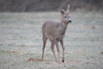 Roe deer (Capreolus capreolus) buck with abnormal velvet antlers and a swollen knee on the left