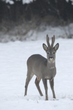 Roe deer (Capreolus capreolus) buck with velvet antlers secured in the snow, Allgäu, Bavaria,