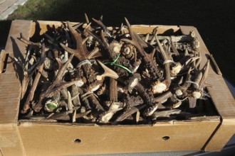 Roe deer (Capreolus capreolus) shed antlers of roebucks as a collection in a box, Allgäu, Bavaria,