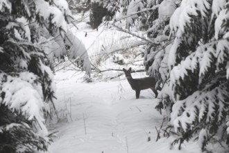 Roe deer (Capreolus capreolus) doe in a snow-covered forest, Allgäu, Bavaria, Germany, Allgäu,