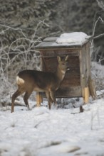 Roe deer (Capreolus capreolus) doe in the snow at the winter feeding in the forest, Allgäu,