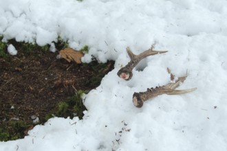 Roe deer (Capreolus capreolus) freshly shed antlers of a roebuck, Allgäu, Bavaria, Germany, Allgäu,