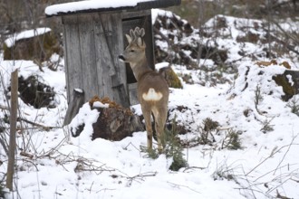Roe deer (Capreolus capreolus) buck with velvet antlers in the snow during winter feeding, Allgäu,