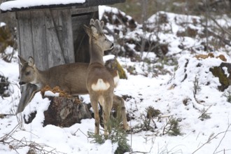 Roe deer (Capreolus capreolus) doe and buck with velvet antlers in the snow during winter feeding,