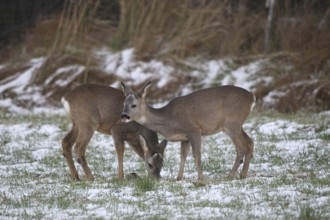Roe deer (Capreolus capreolus) fawns in the snow at the feeding station in the meadow, Allgäu,