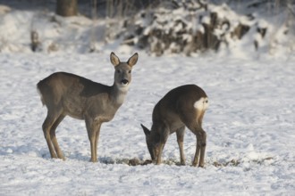 Roe deer (Capreolus capreolus) doe (left) with buck fawn in the snow at the Kirrung on the meadow,