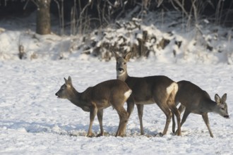 Roe deer (Capreolus capreolus) doe (centre) with fawns in the snow at the feeding station in the